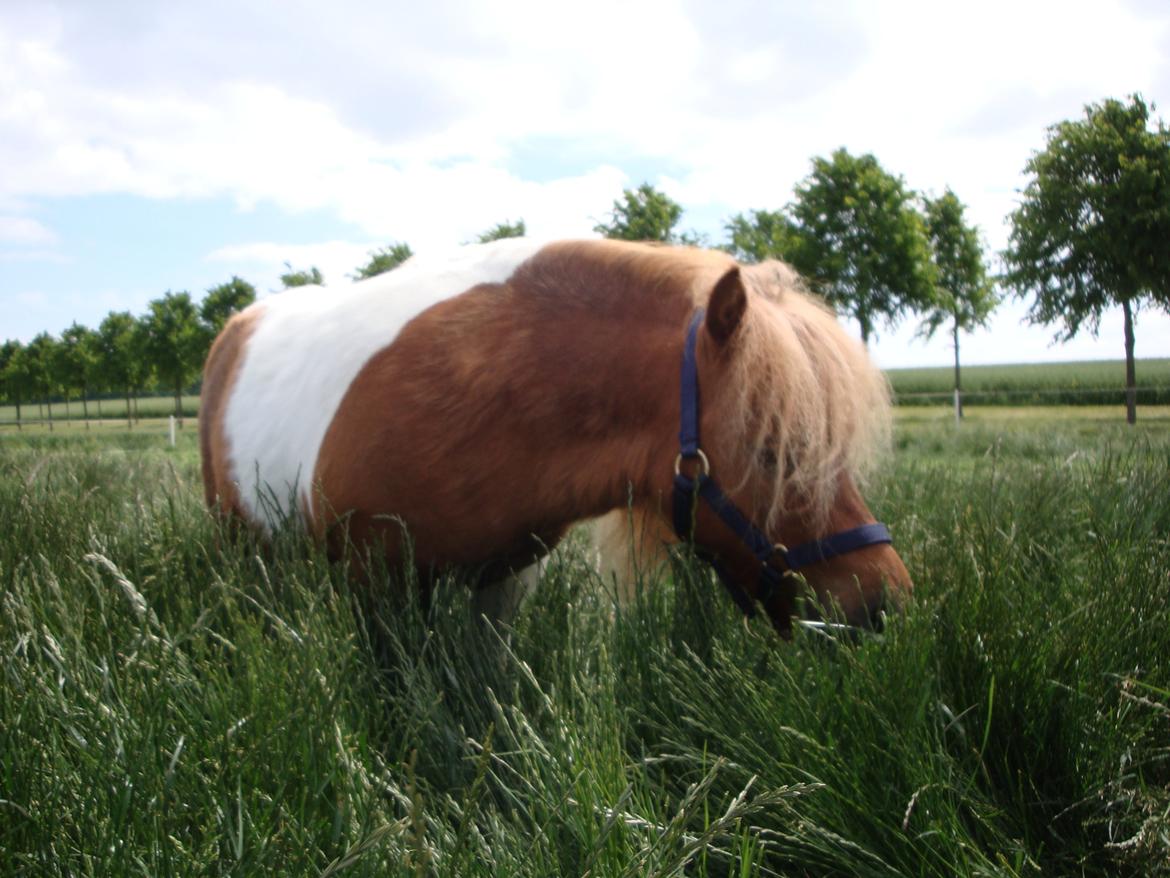 Shetlænder Tvebak billede 12