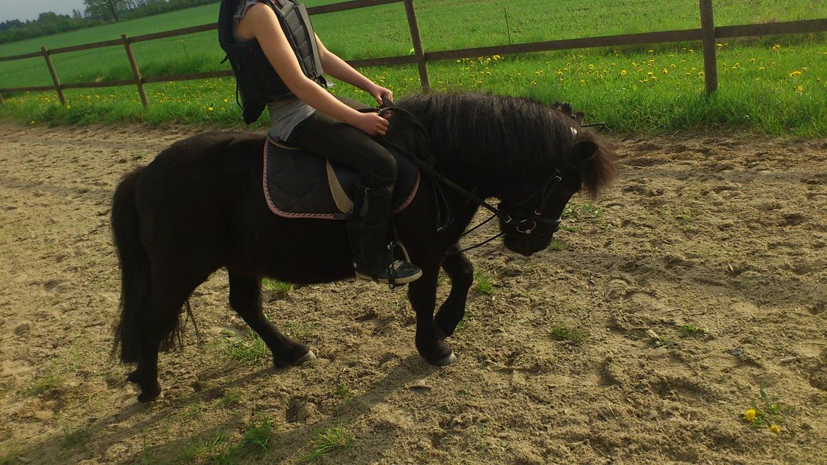 Shetlænder Madelien Af Hola(solgt) - Fin lille prut pony, løs champong. ;) billede 10