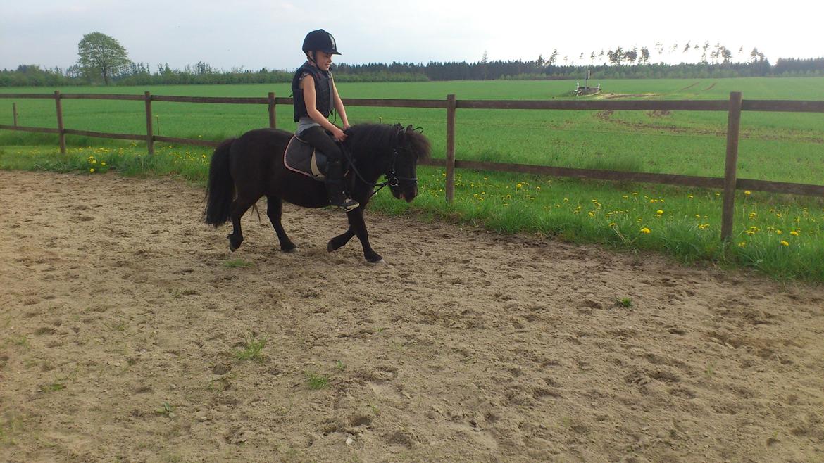 Shetlænder Madelien Af Hola(solgt) - Frederikke du så sej!!
;) billede 11