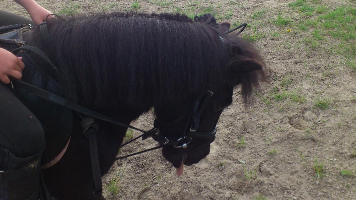 Shetlænder Madelien Af Hola(solgt) - Dressur med Frederikke. xD billede 7