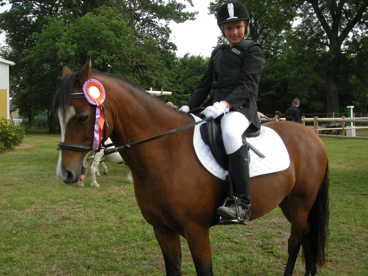 Welsh Pony (sec B) Rakt's Britney solgt - Spring stævne billede 8