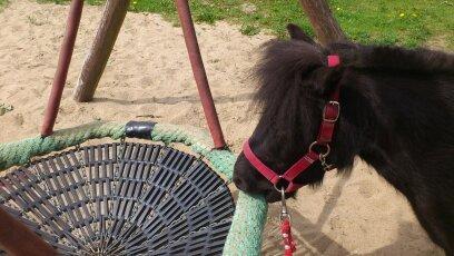 Shetlænder Madelien Af Hola(solgt) - Madelein man må ikke ødelægge børnenes legetøj altså. FY. xD billede 17