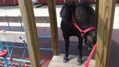 Shetlænder Madelien Af Hola(solgt) - Hygge. xD billede 16