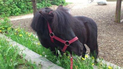 Shetlænder Madelien Af Hola(solgt) - Skøre pony hun kan iværtigfald finde ud af at gå på trapper. ;) billede 2