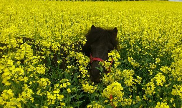 Shetlænder Madelien Af Hola(solgt) - Velkommen til Madelein Af Holas profil. billede 1