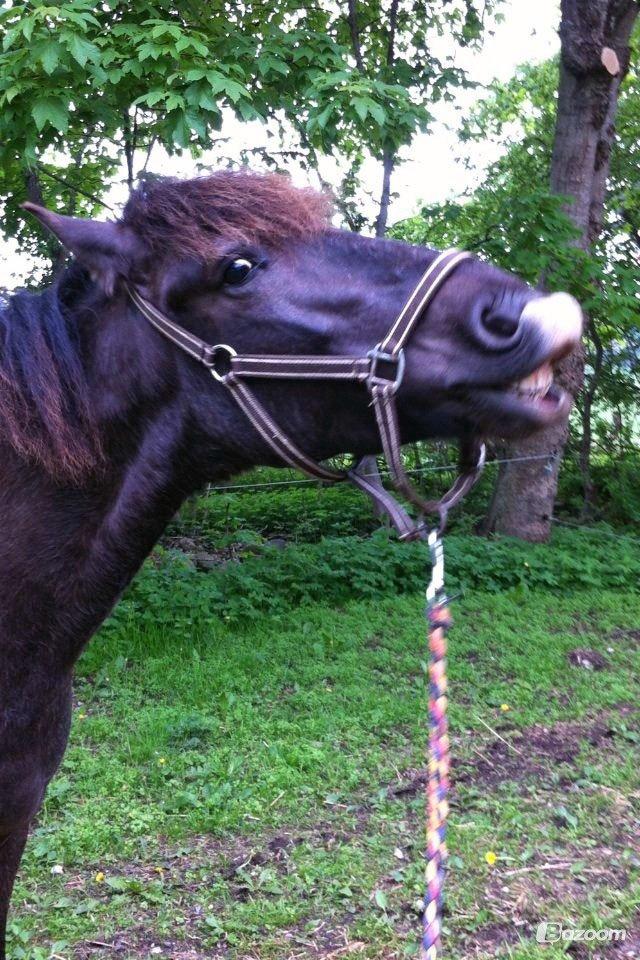 Anden særlig race Østerstrovstrups Sisco<3 - Smil til verden så smiler verden igen! billede 12