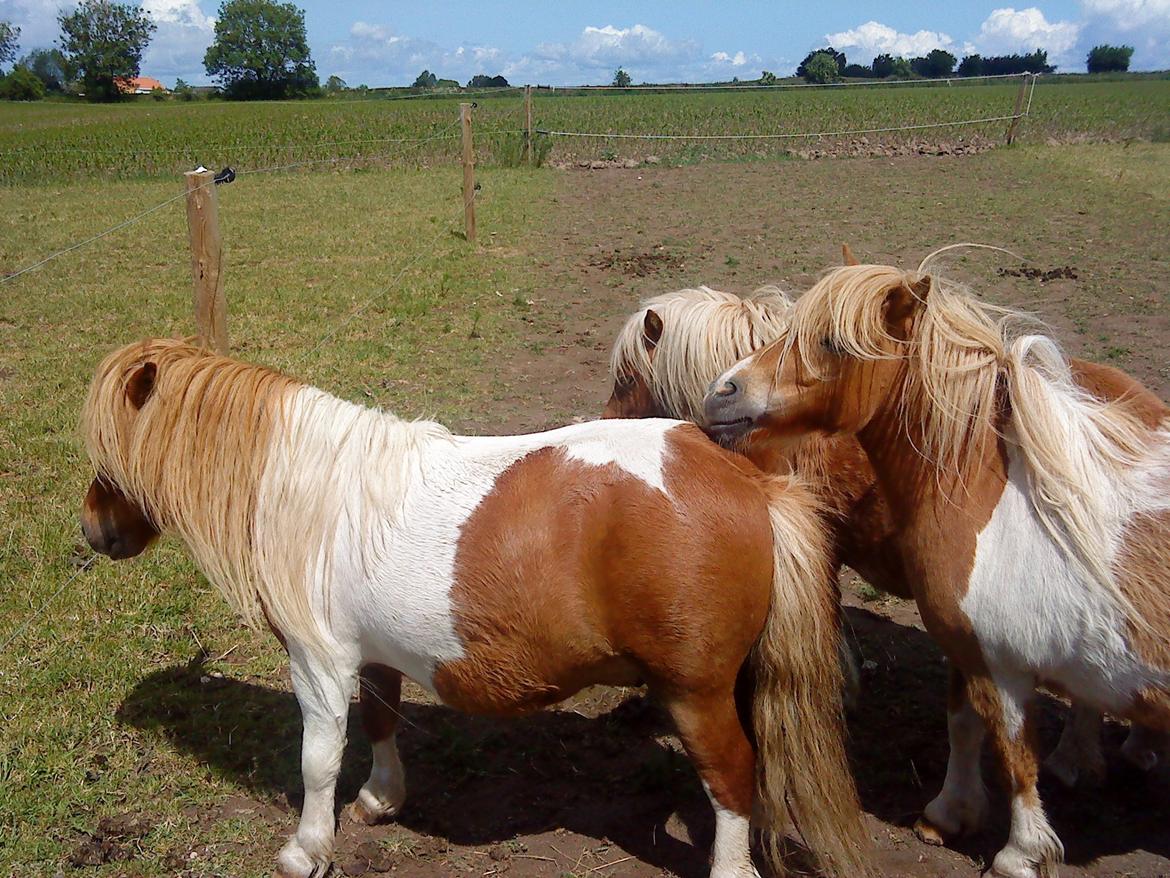 Shetlænder Tvebak - Familie komsammen billede 17