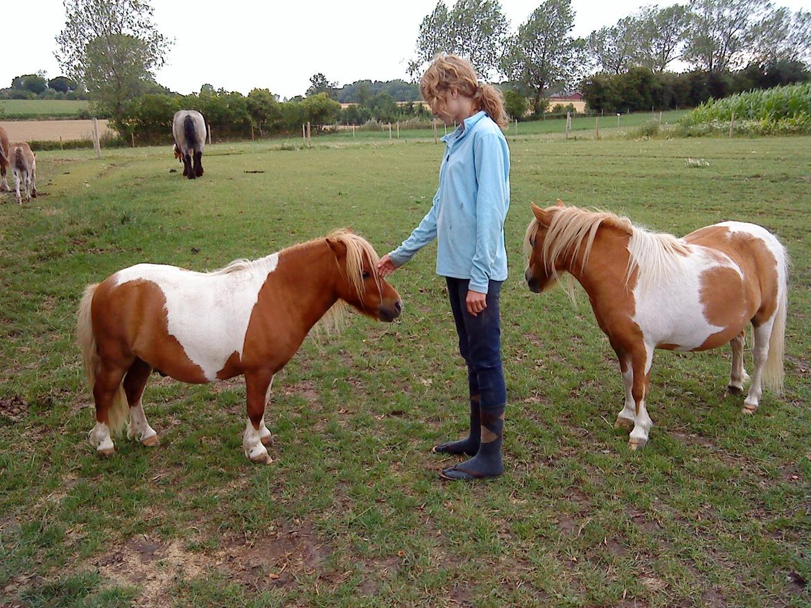 Shetlænder Tvebak - Tvebak og Laura billede 18