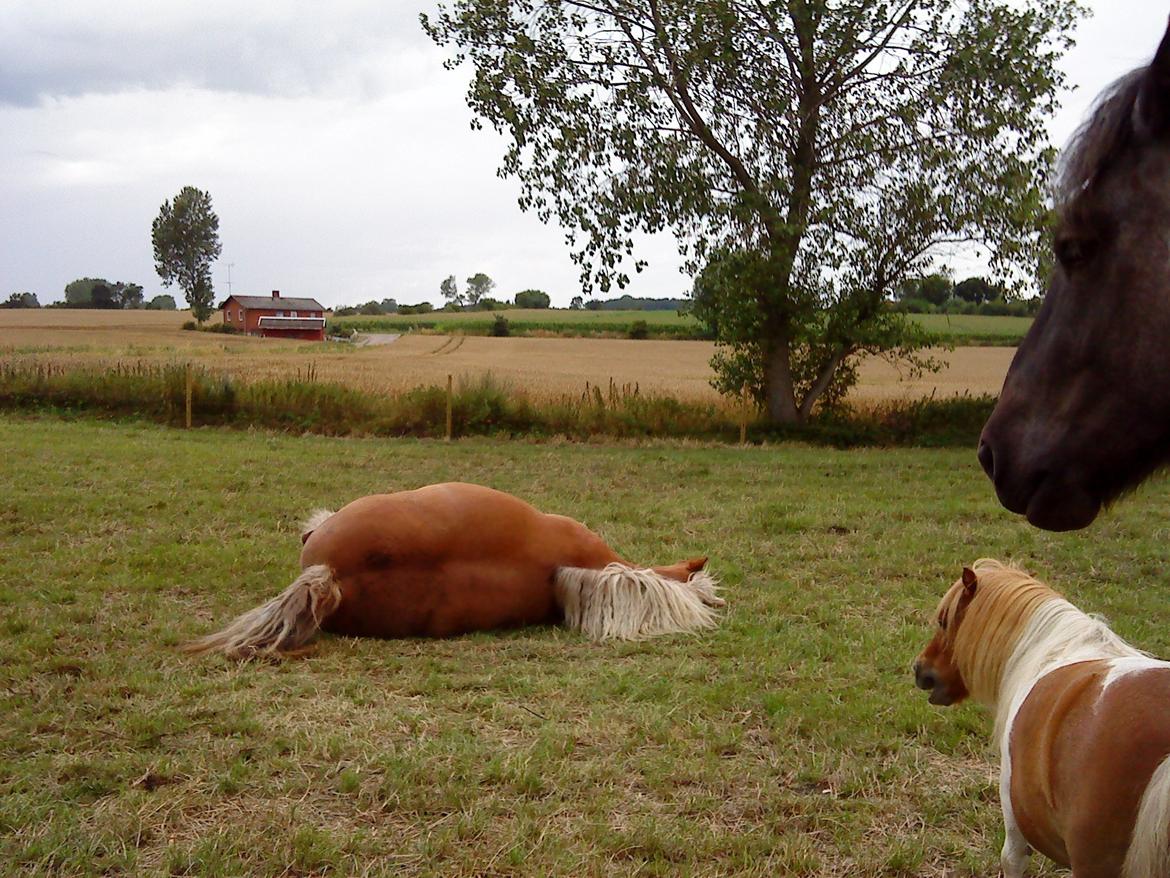 Shetlænder Tvebak - Tvebak kigger på Josefine der sover, sammen med Junker. billede 11