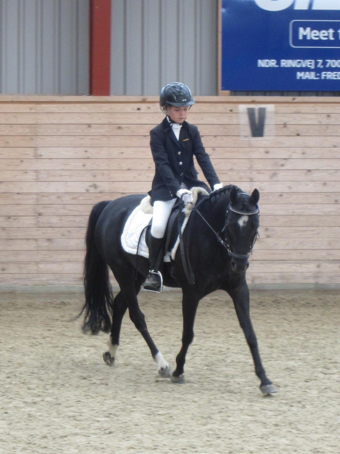 Anden særlig race Maccoya - solgt - tidligere pony :-) - Tak fordi i kiggede med, læg gerne en bedømmelse (: billede 6