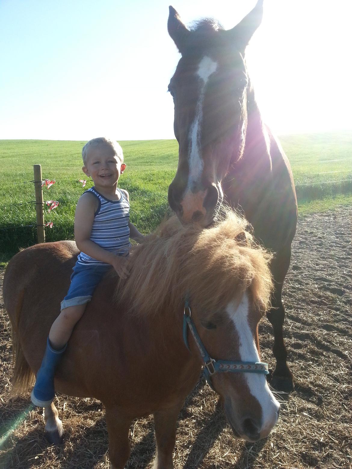 Hannoveraner Ludvig billede 1