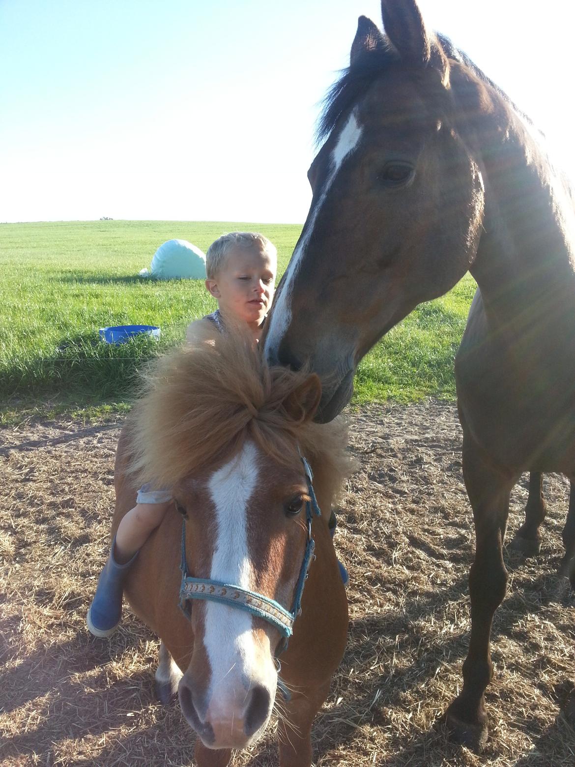 Hannoveraner Ludvig billede 2