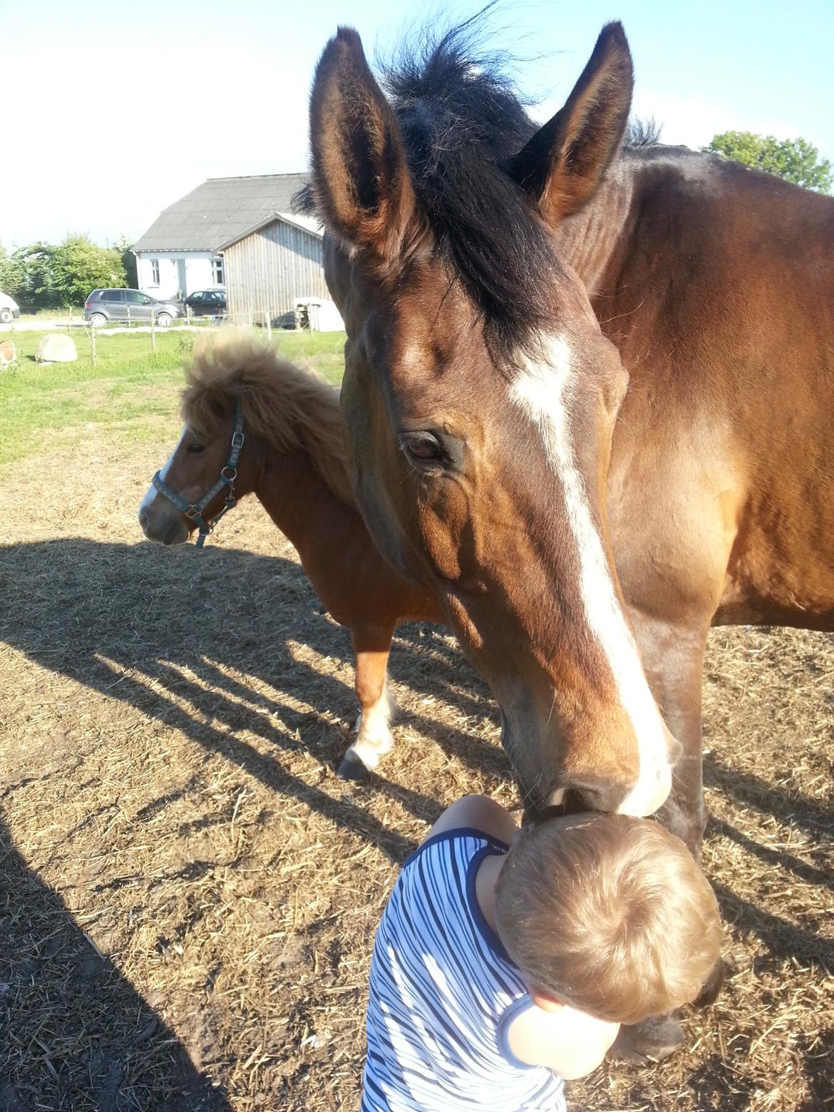 Hannoveraner Ludvig billede 3