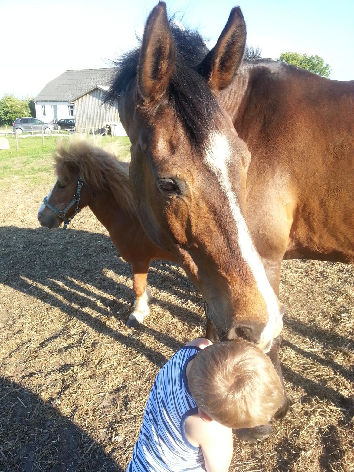 Hannoveraner Ludvig billede 4