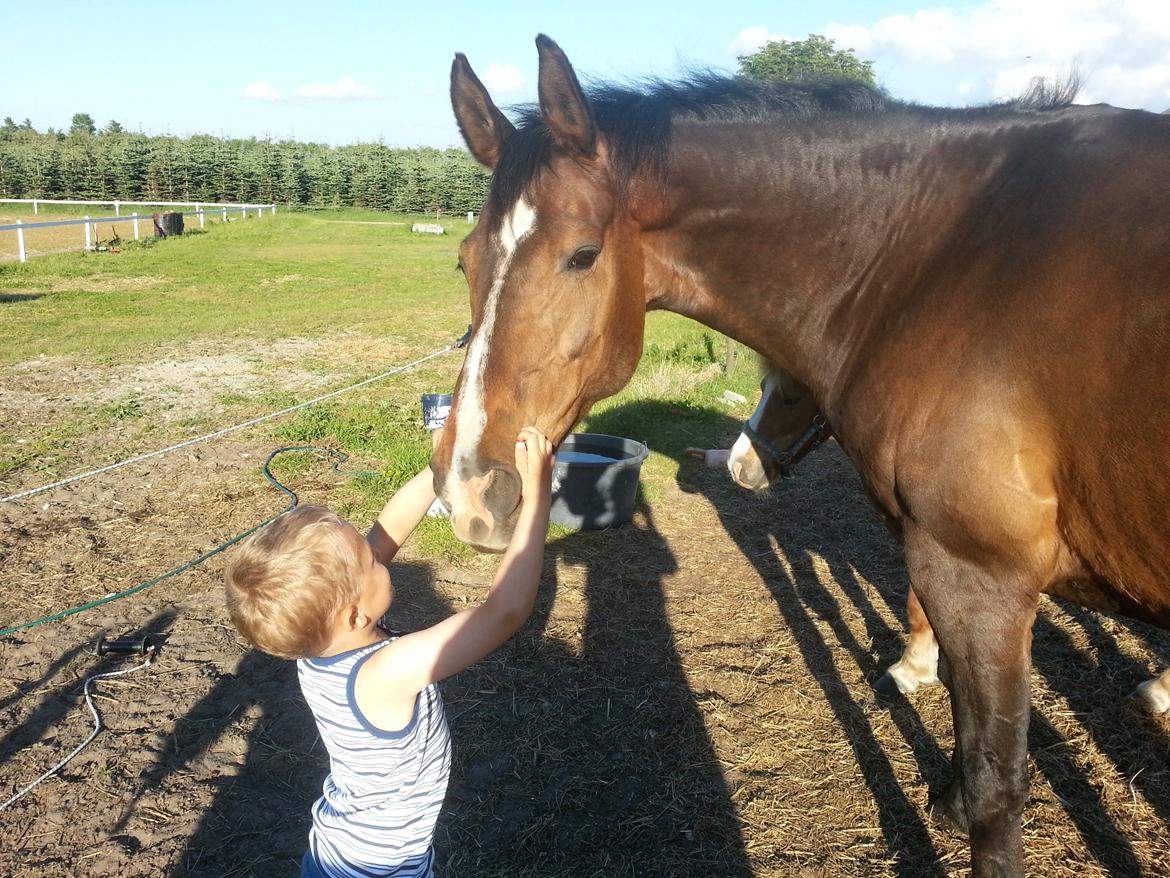 Hannoveraner Ludvig billede 5