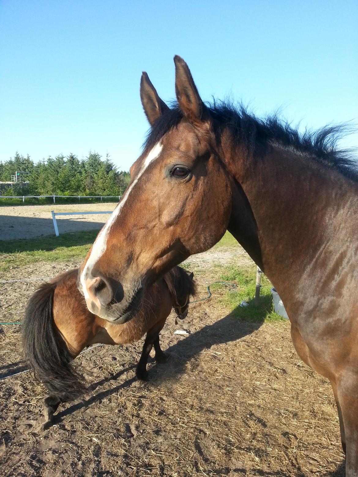 Hannoveraner Ludvig billede 6