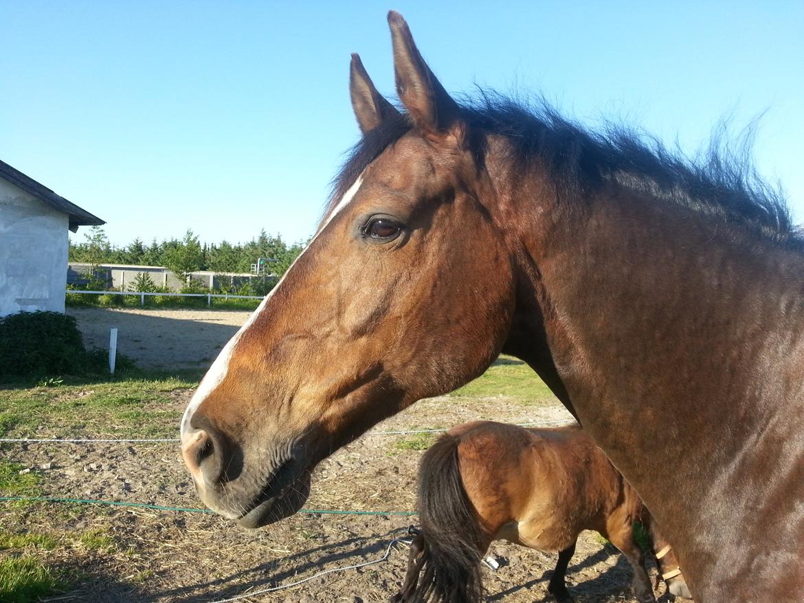 Hannoveraner Ludvig billede 8