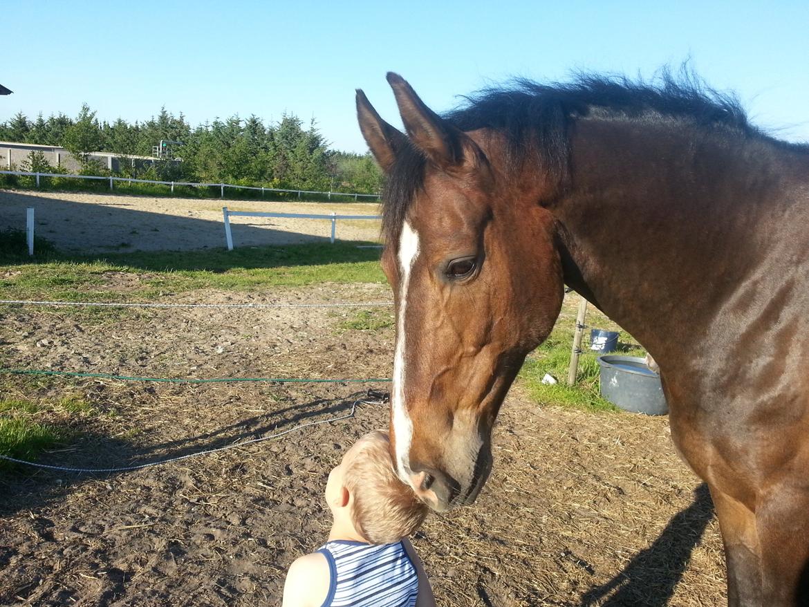 Hannoveraner Ludvig billede 9