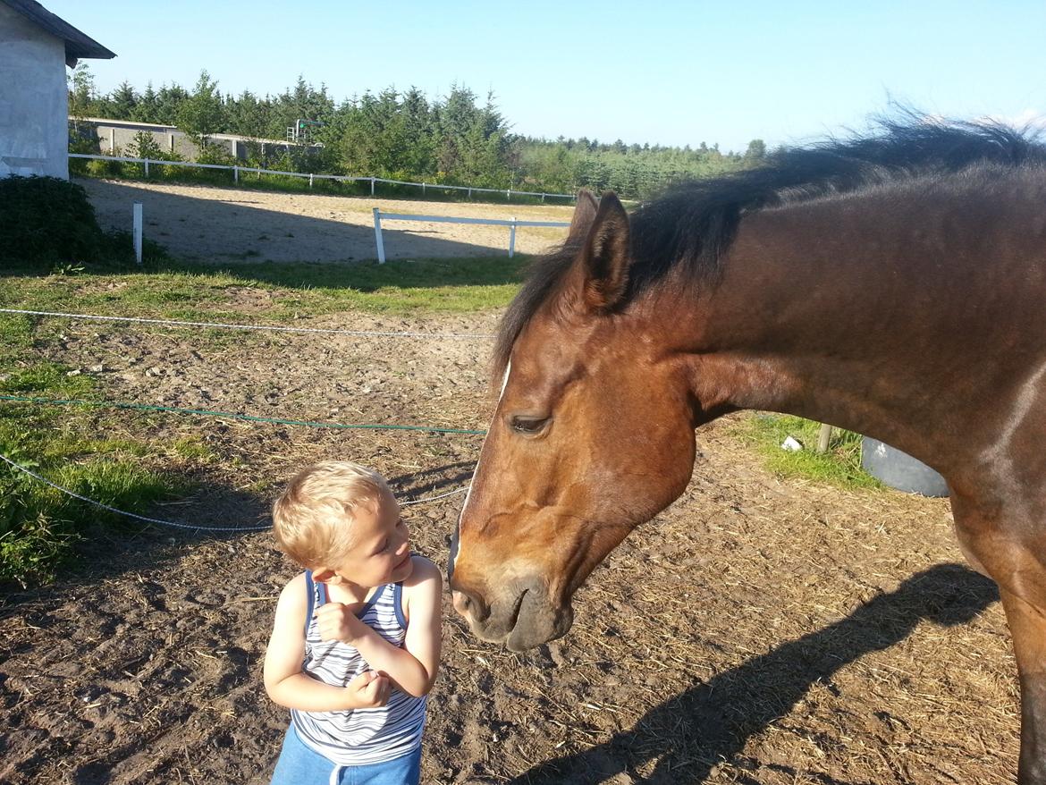 Hannoveraner Ludvig billede 10