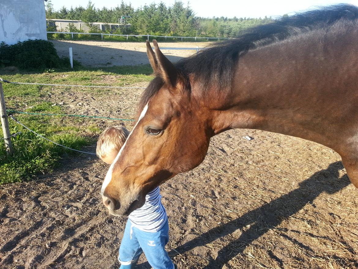 Hannoveraner Ludvig billede 11