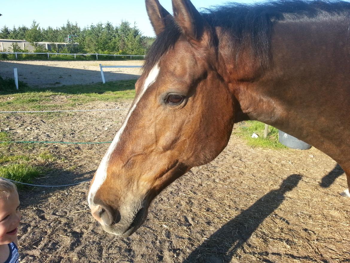 Hannoveraner Ludvig billede 12