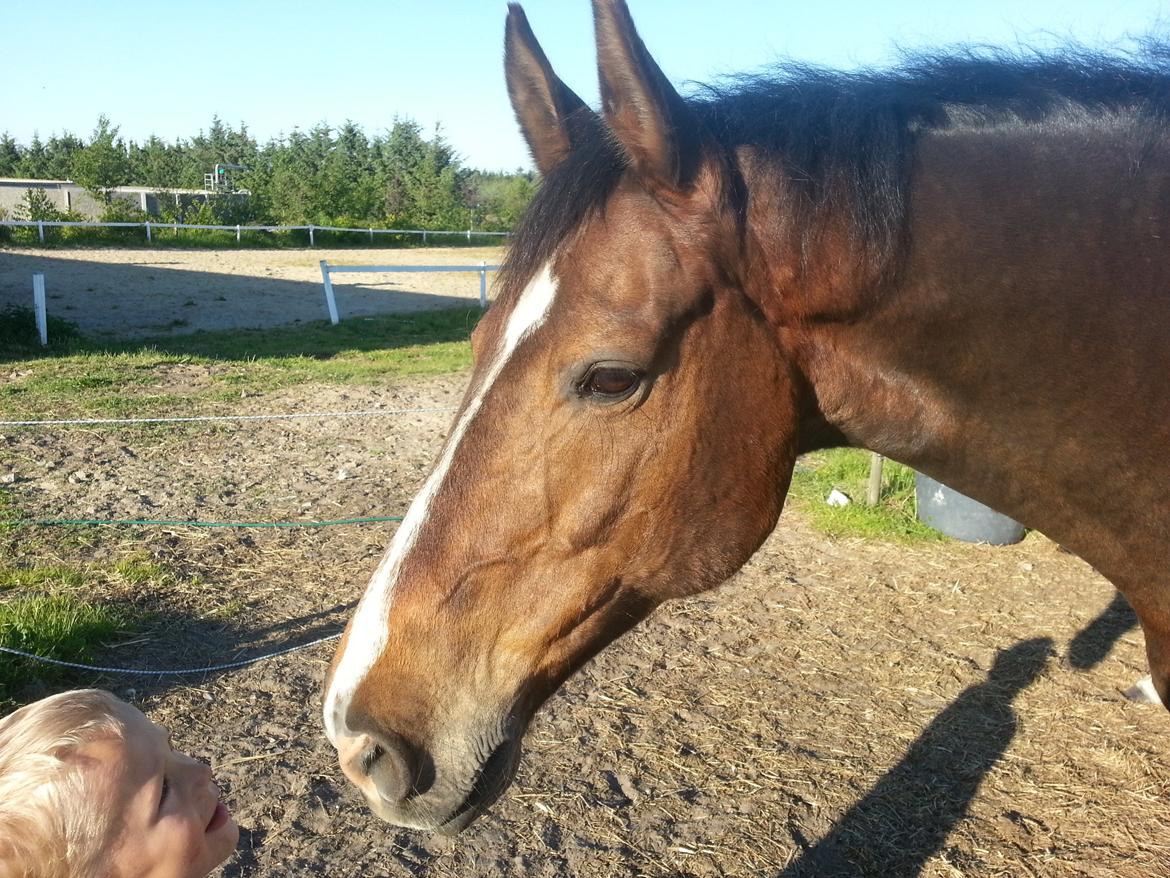 Hannoveraner Ludvig billede 13