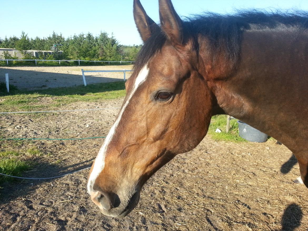 Hannoveraner Ludvig billede 14