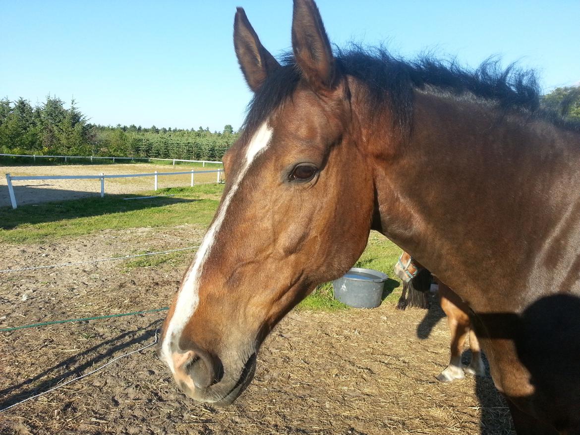 Hannoveraner Ludvig billede 15