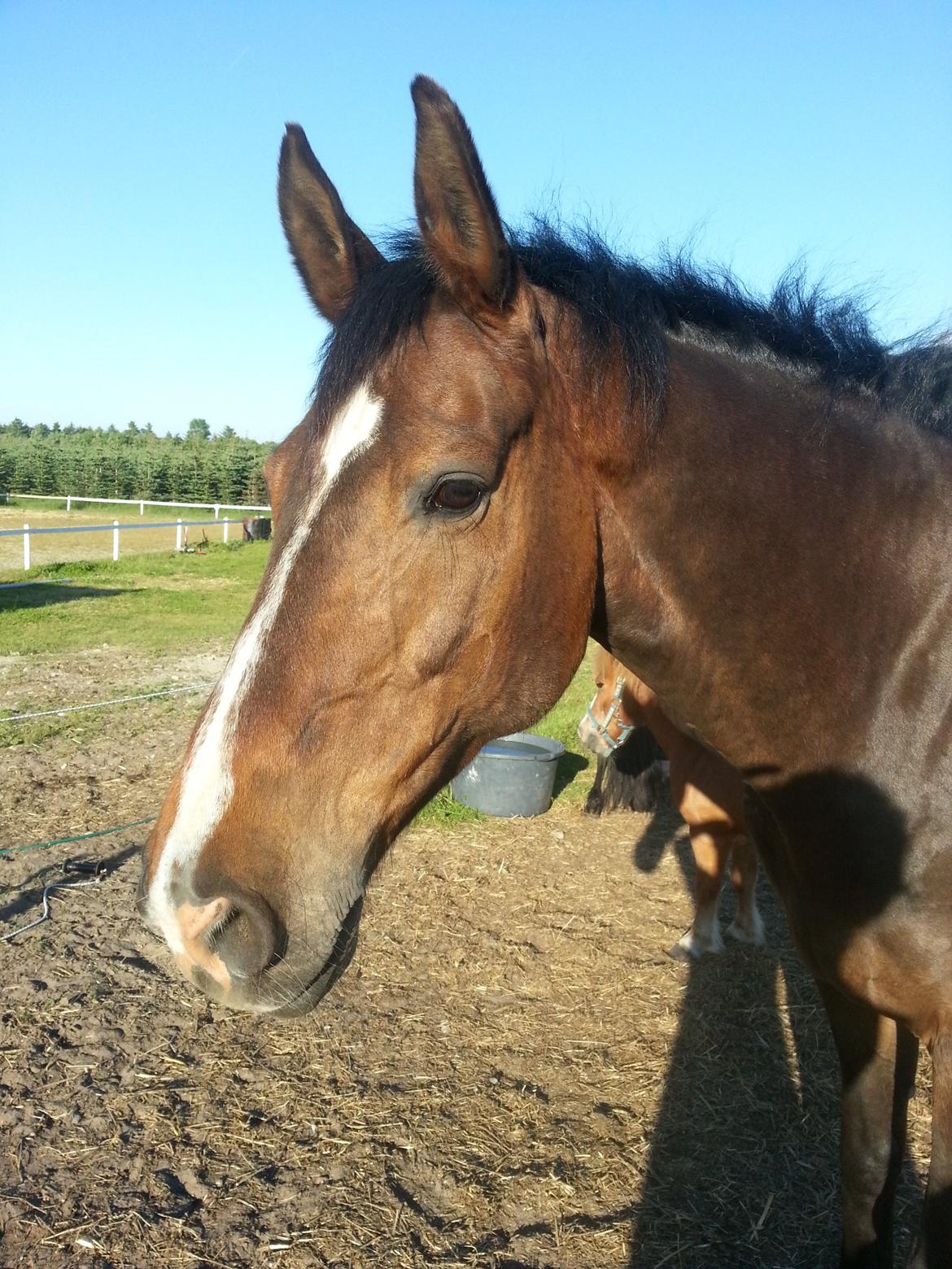 Hannoveraner Ludvig billede 16