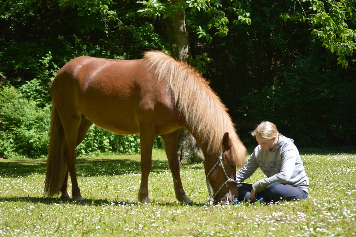 Islænder Gudrun fra Lyskjær billede 11