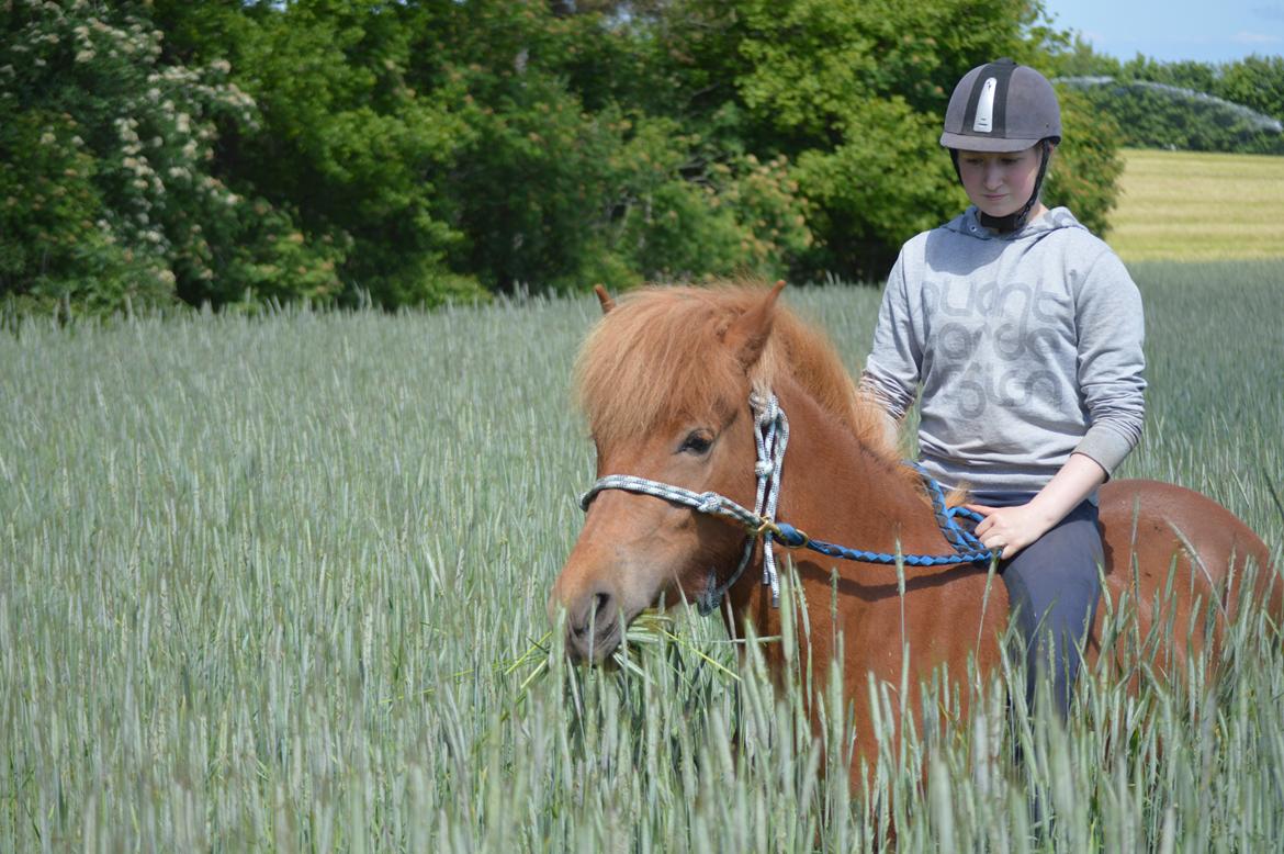 Islænder Gudrun fra Lyskjær billede 13