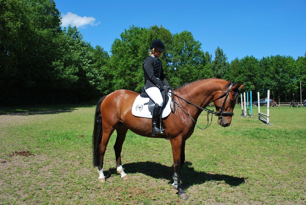 Dansk Varmblod Cherie HS billede 12