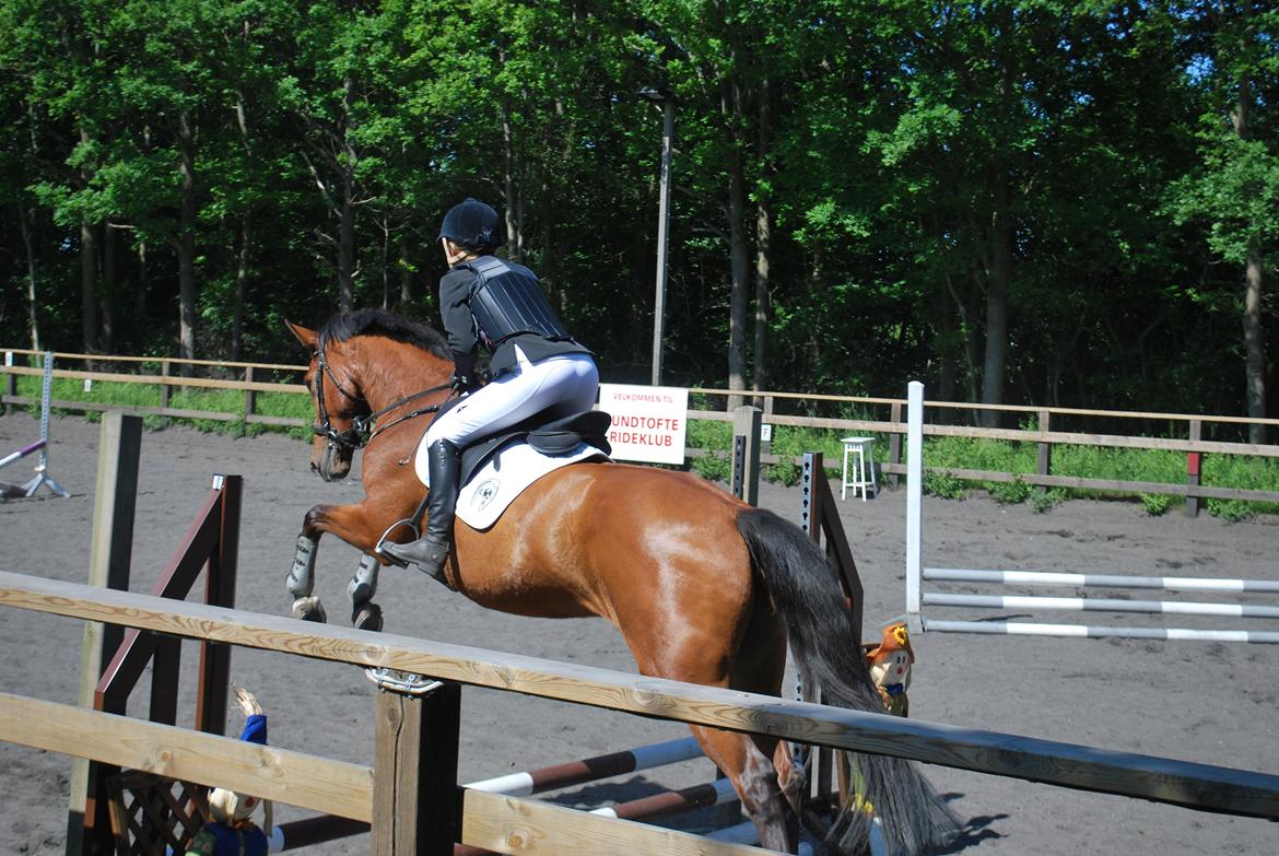 Dansk Varmblod Cherie HS billede 13