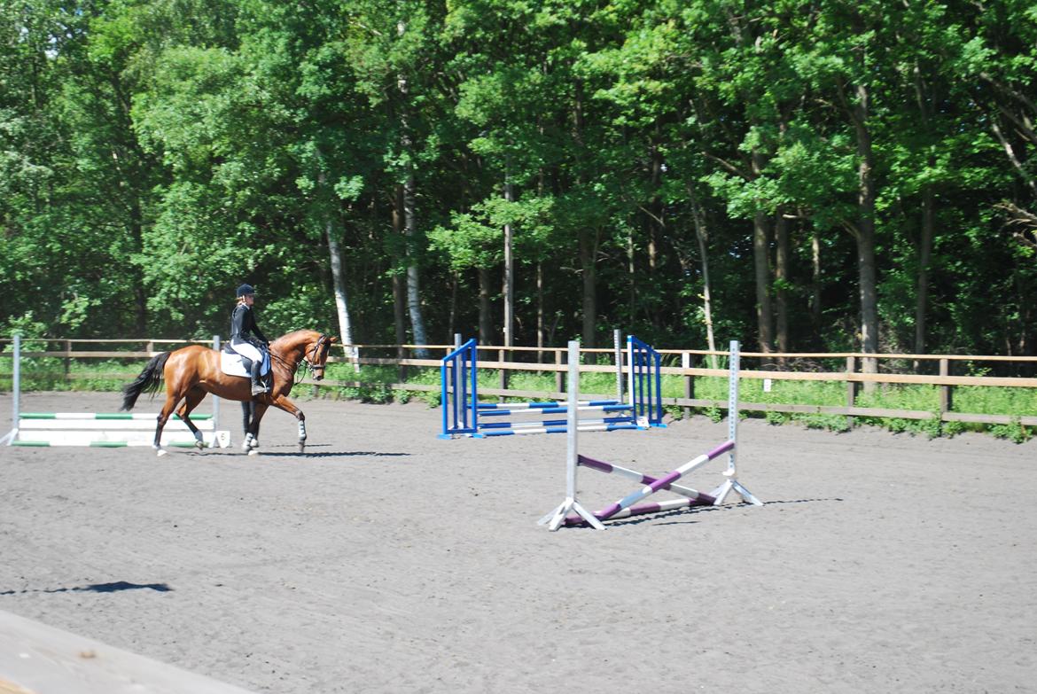 Dansk Varmblod Cherie HS billede 14