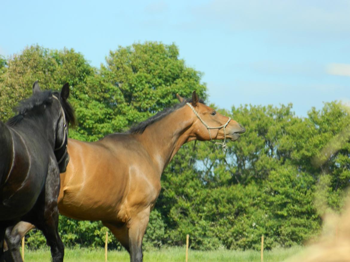 Dansk Varmblod Stenager's Remember Me - Hingste gale hopper lugter så dejligt. billede 16