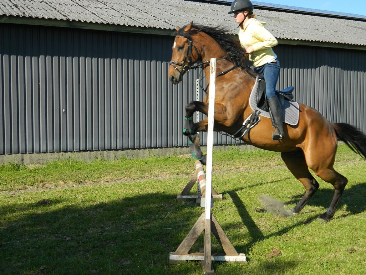 Dansk Varmblod Stenager's Remember Me - 09.06.13 - Vi kom op og springe 85cm. efter dette billede blev taget! billede 17