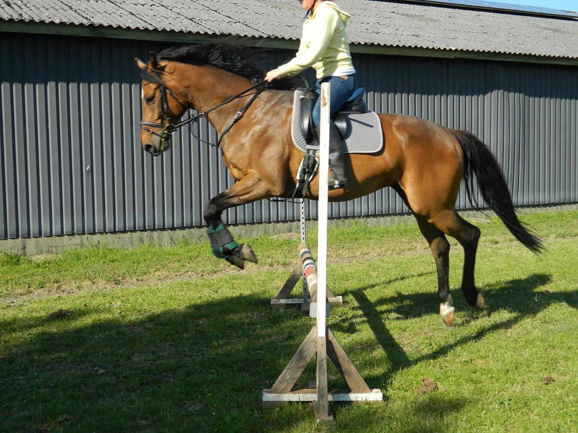 Dansk Varmblod Stenager's Remember Me - 09.06.13 - Første gang vi rigtig springer, og vi kom op på 85cm :-) billede 18