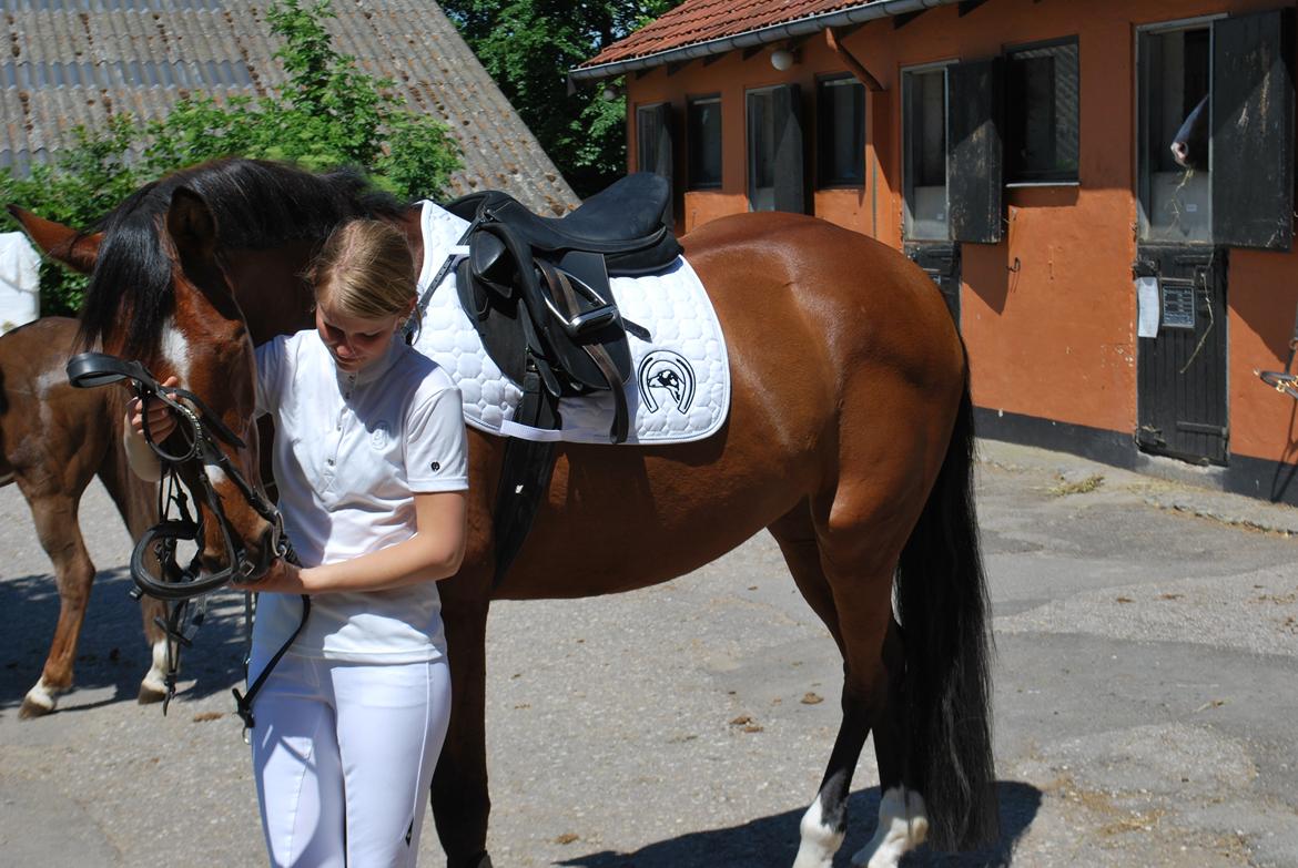 Dansk Varmblod Cherie HS billede 15