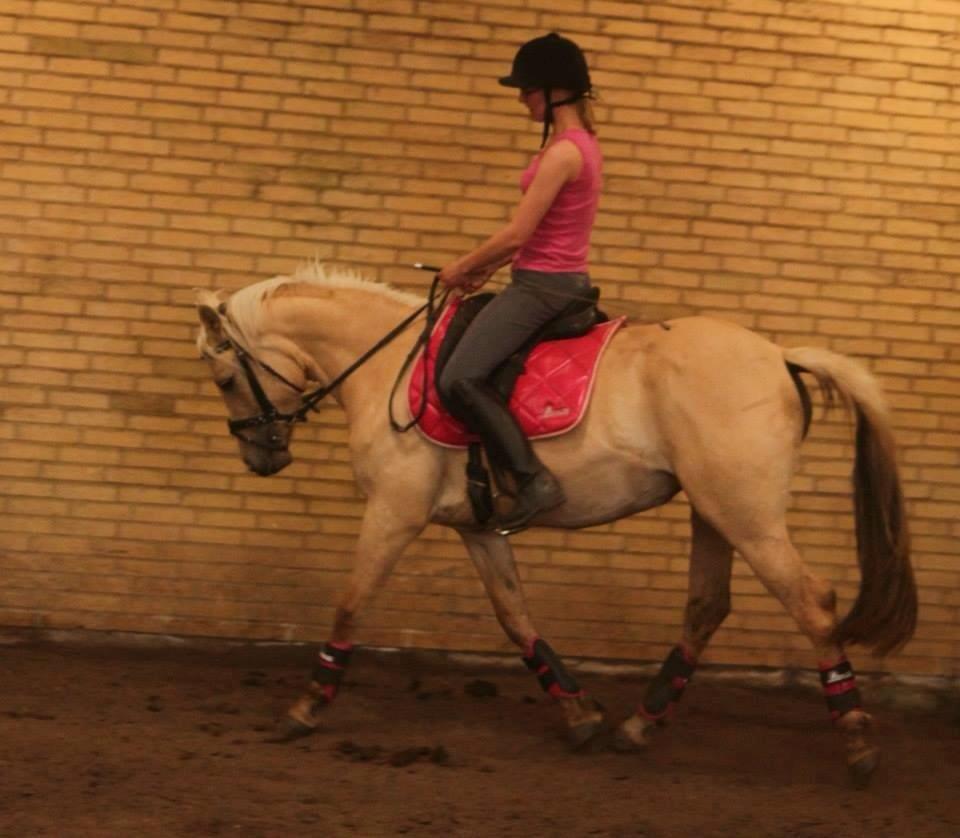 DSP Fjordbakkens Freja ~*Golden<3* - Træning juni 2013 billede 11