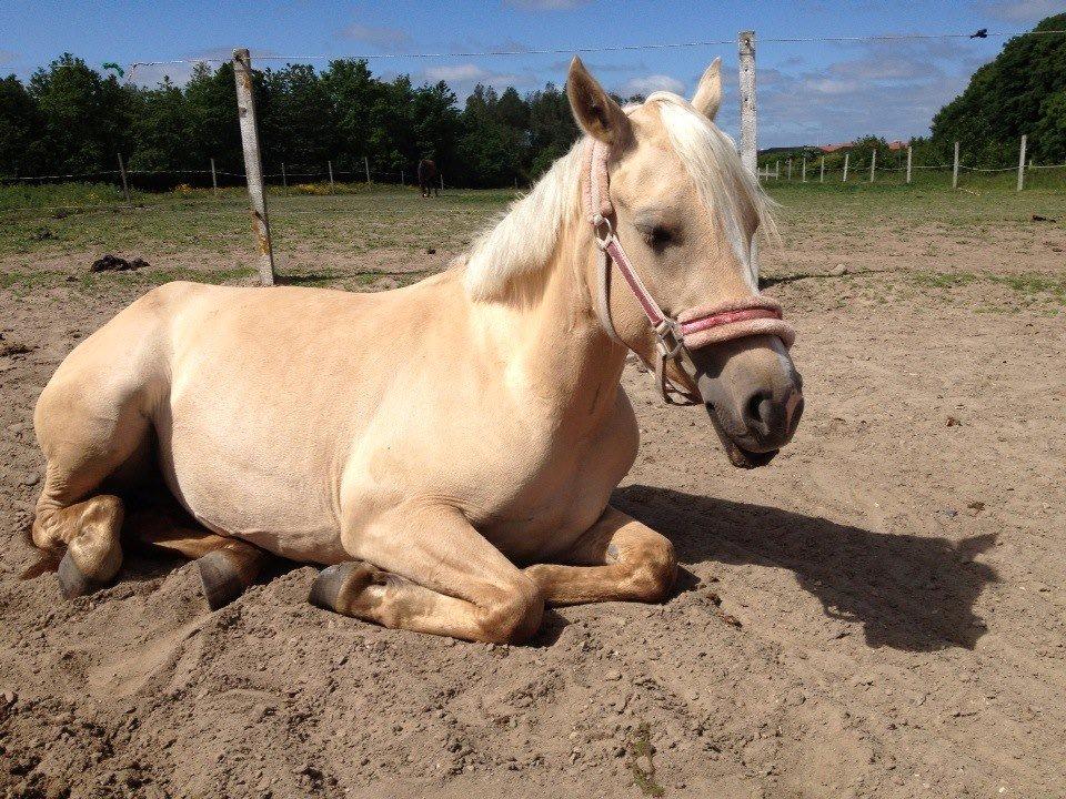 DSP Fjordbakkens Freja ~*Golden<3* - Sove tryne.. billede 16