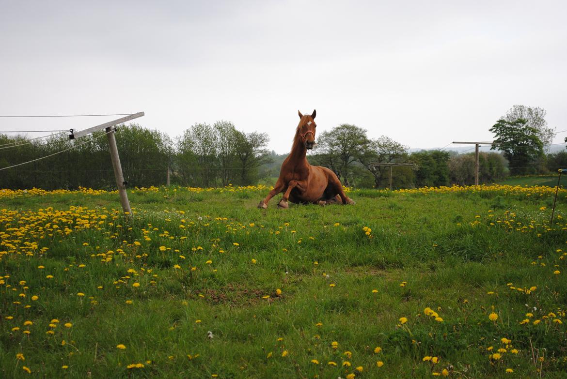 Welsh Partbred (Sec F) Paula - Det hårdt og være gammel!  19 Maj 2013 billede 14