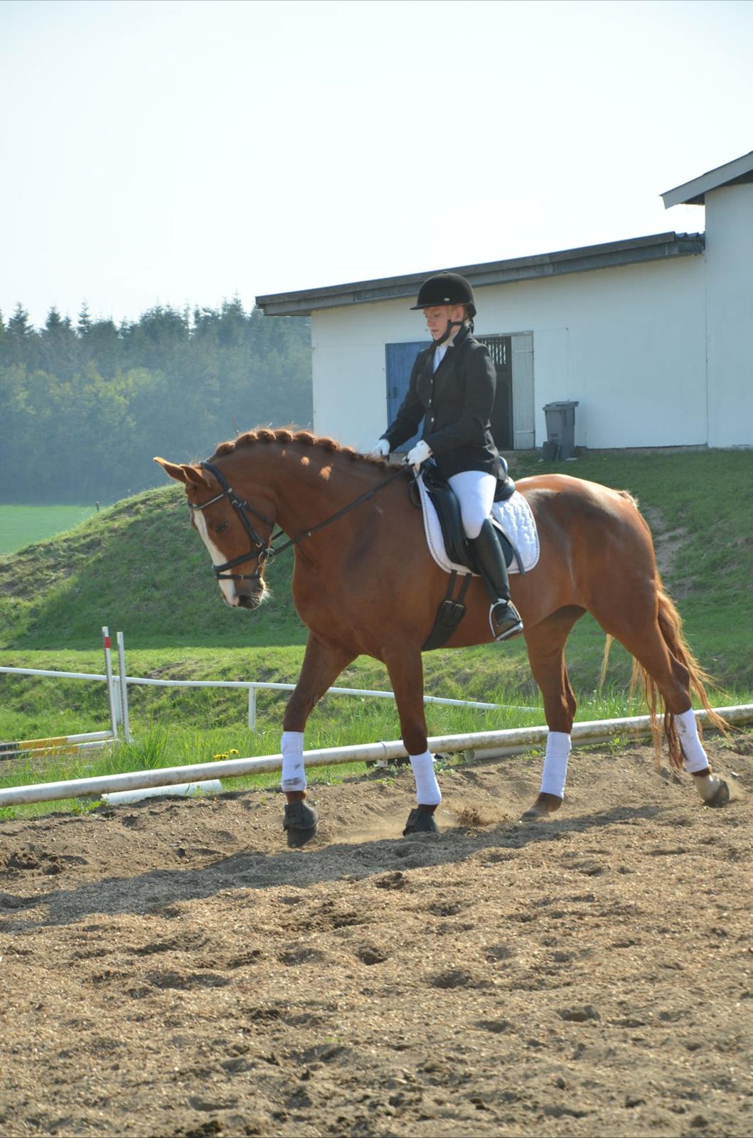 Dansk Varmblod Le'Qua billede 1