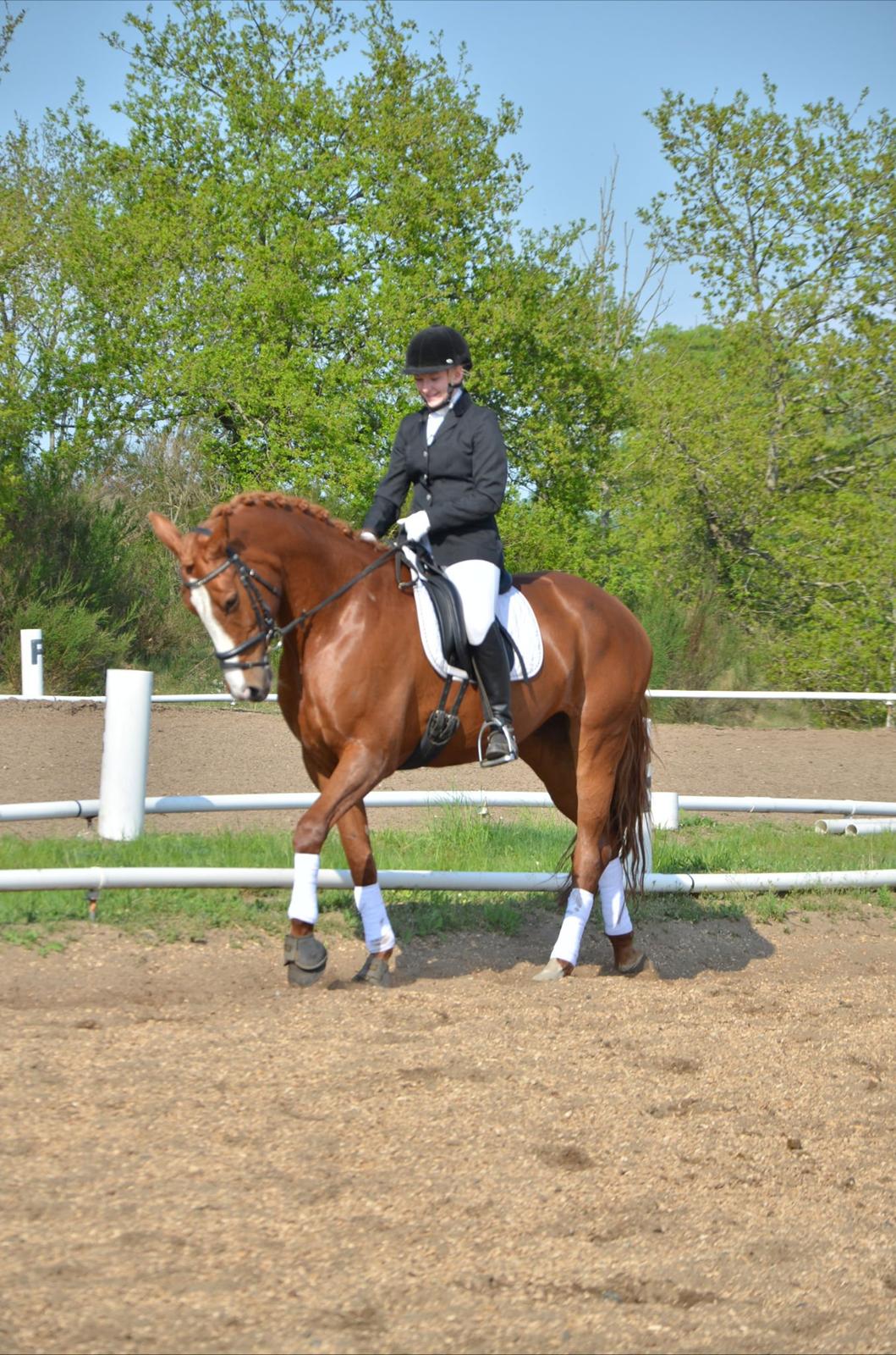 Dansk Varmblod Le'Qua billede 2