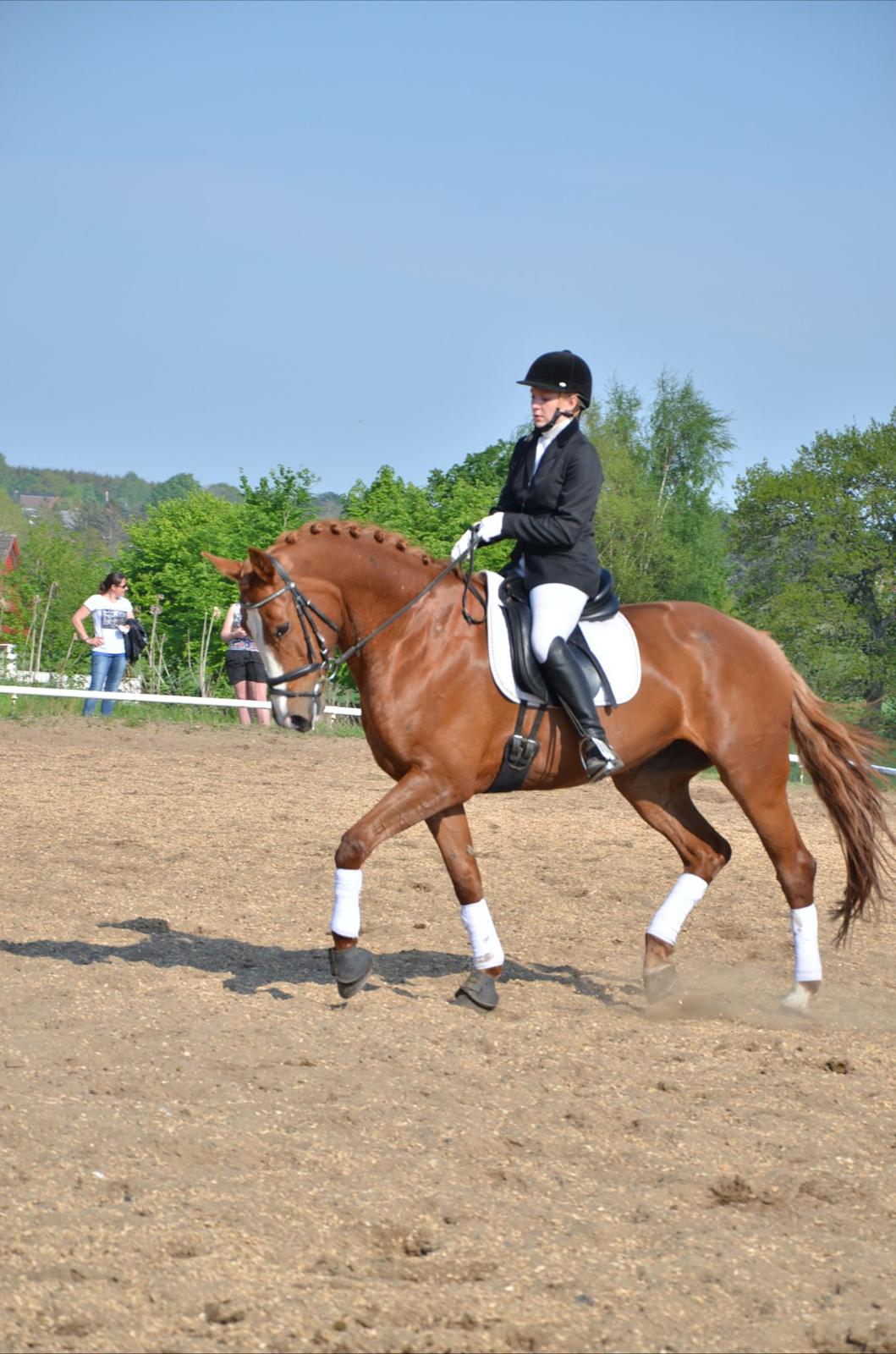 Dansk Varmblod Le'Qua billede 3