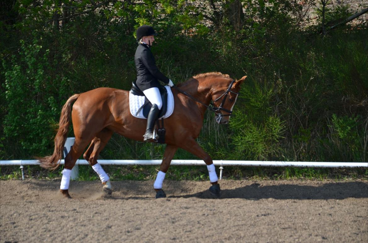 Dansk Varmblod Le'Qua billede 5