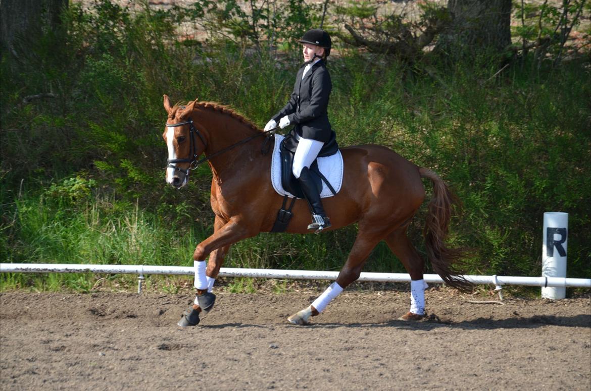 Dansk Varmblod Le'Qua billede 6