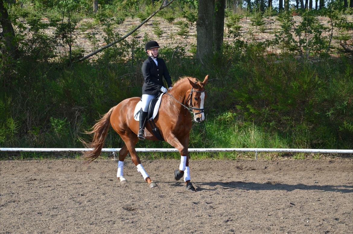 Dansk Varmblod Le'Qua billede 7