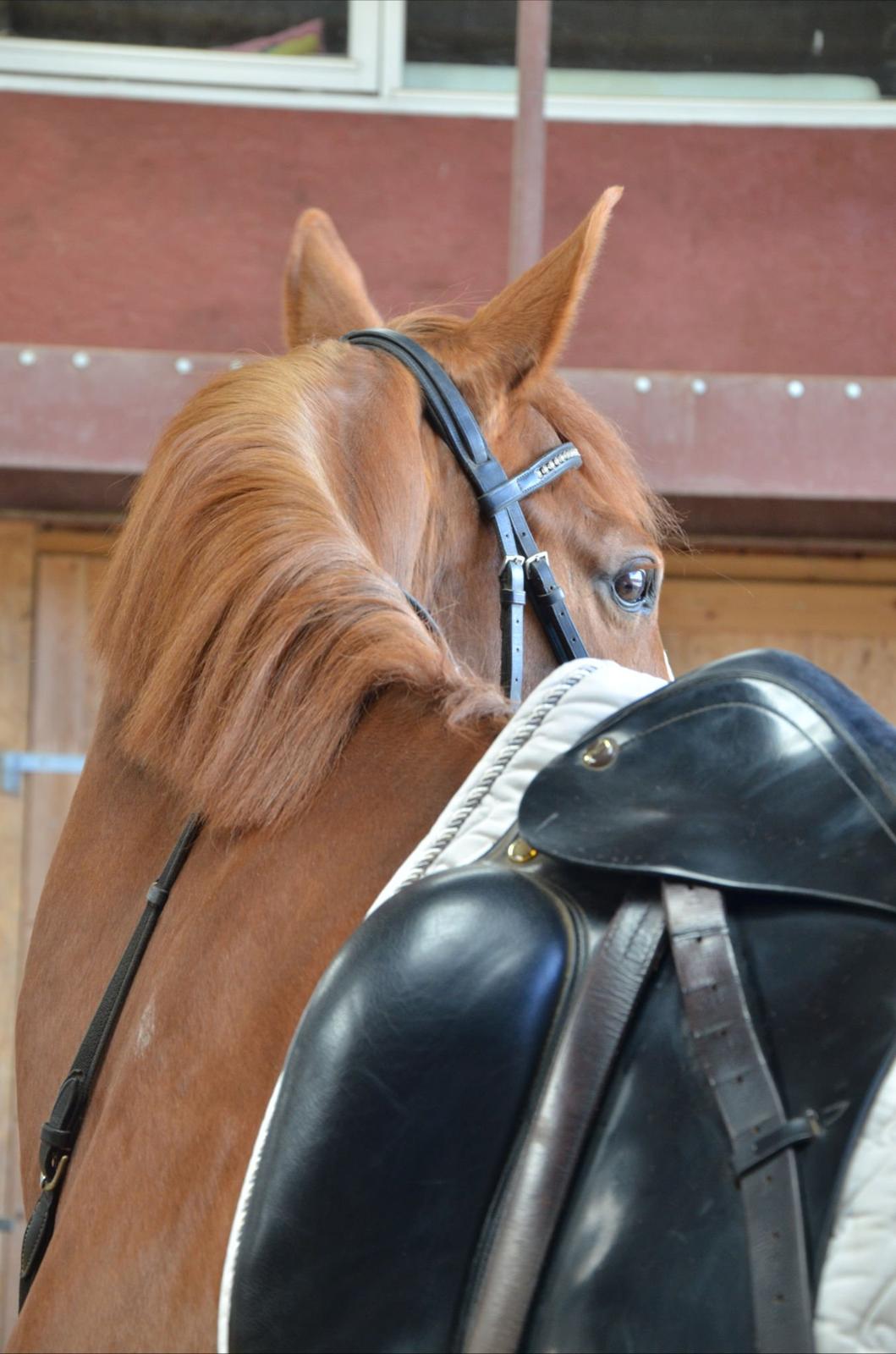 Dansk Varmblod Le'Qua billede 8