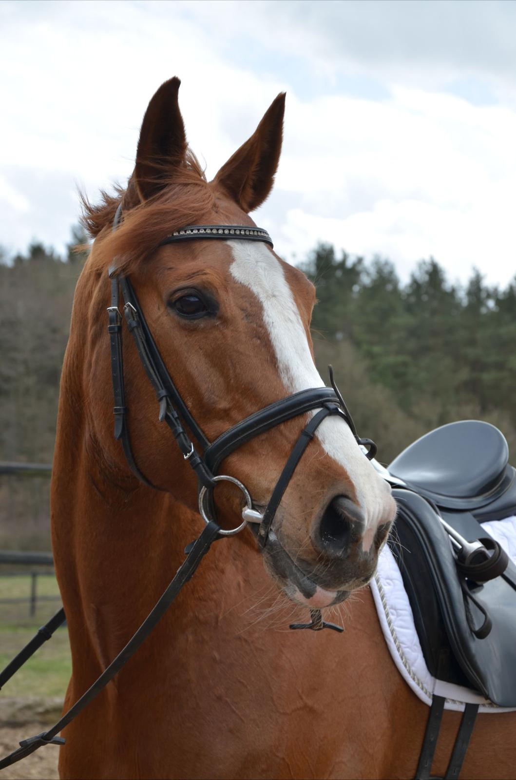 Dansk Varmblod Le'Qua billede 9