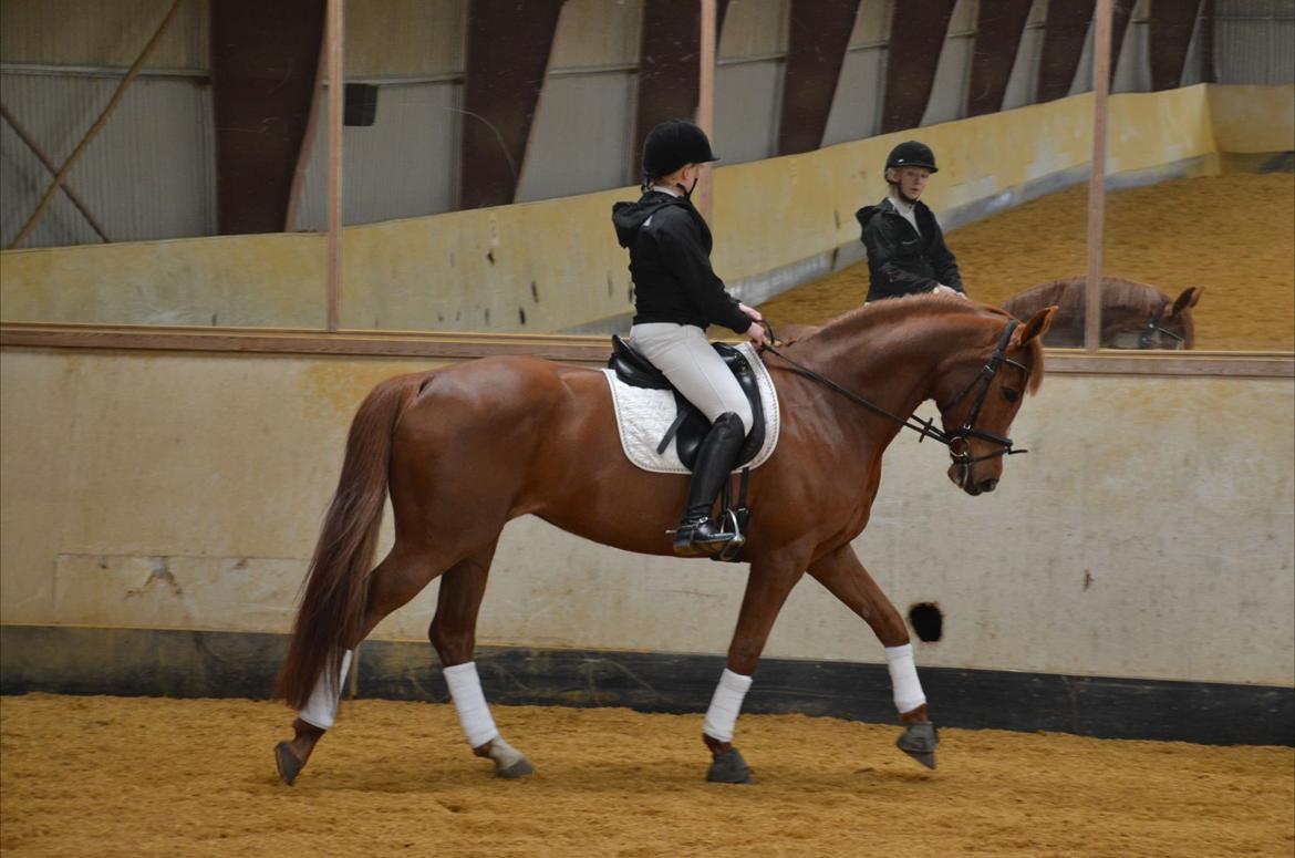 Dansk Varmblod Le'Qua billede 10